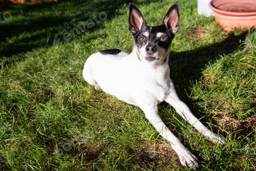 Preview: Small family dog, toy fox terrier, sitting on green grass
