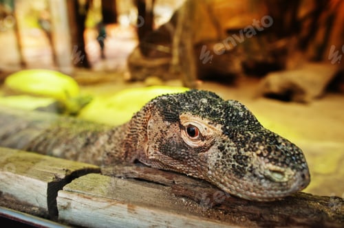 Preview: Big varan dragon in terrarium at zoo.