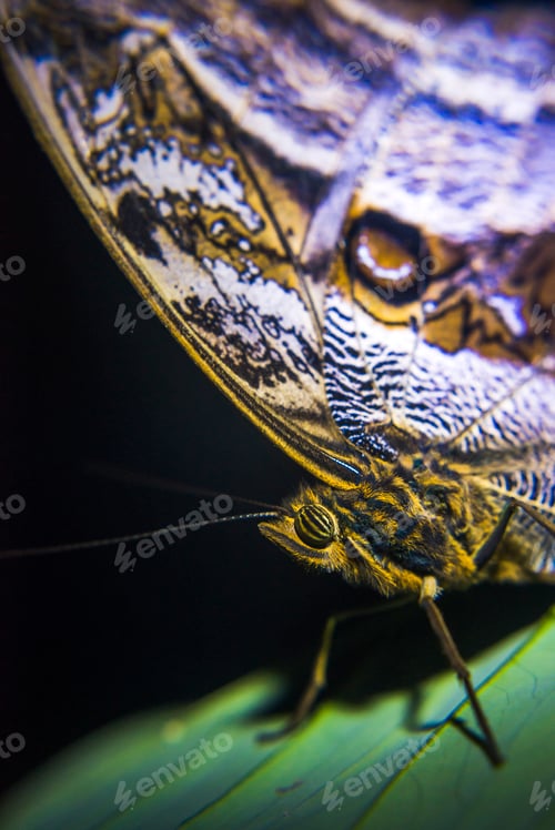 Preview: Owl Butterfly in the Choco Rainforest at night, Ecuador. This area of jungle is the Mashpi Cloud For