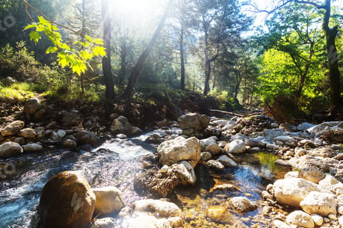 Preview: Creek in the forest