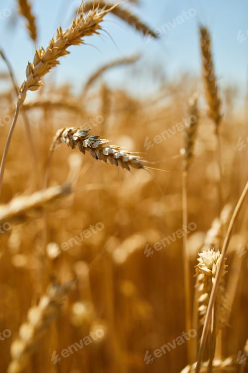 Preview: Wheat harvest, wheat field on the background of blue sky in the sun day, summer