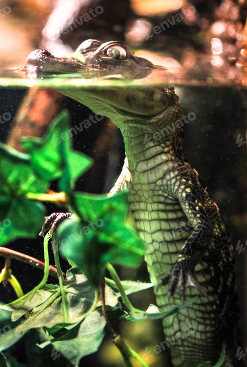 Preview: Baby Saltwater Crocodile Floating in Water