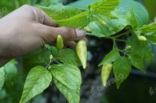 Preview: Green chilli