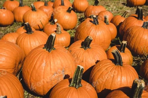 Preview: Pumpkin patch in Octorber