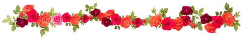 Preview: colorful rose flower bouquet border isolated on white background cutout