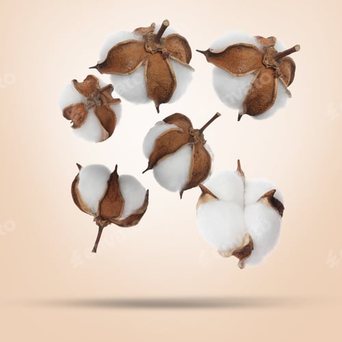 Preview: Beautiful cotton flowers falling on beige background