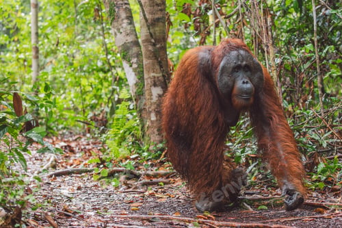Preview: Orangutans