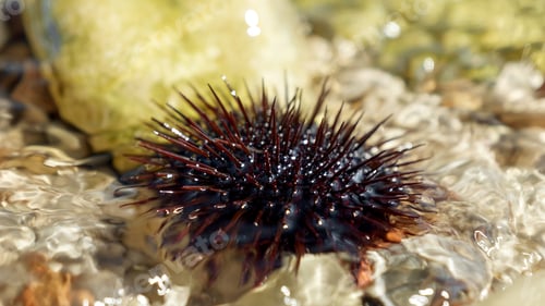 Preview: Closeup of black urchin with sharp needles lying on the rock at sea beach. Dangerous marine creature