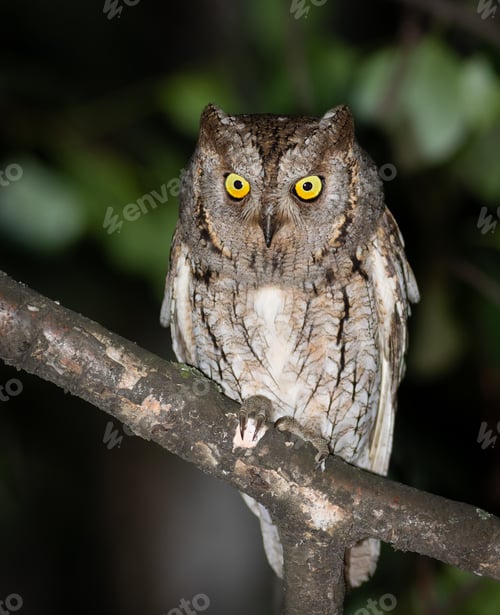 Preview: Eurasian scops owl, Otus scops. A beautiful bird sits on a tree branch