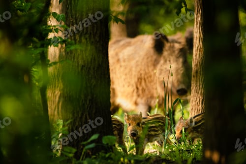 Preview: Boar piglets and a mother boar in the forest