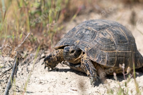 Preview: Land steppe turtle