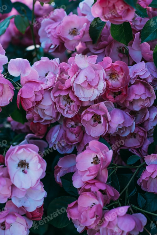 Preview: close up view of pink rose flowers on bush