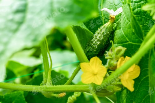 Preview: A green cucumber hangs from a cucumber whip in the garden. Gardening, harvesting. Horizontal photo.