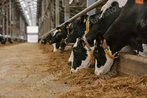 Preview: Herd of cows in cowshed on farm