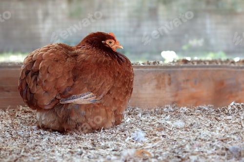 Preview: Brown Hen Resting in a Coop