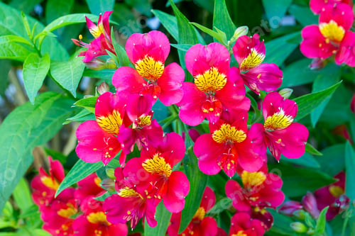 Preview: Red flowers Alstroemeria Peruvian Lily in the garden.