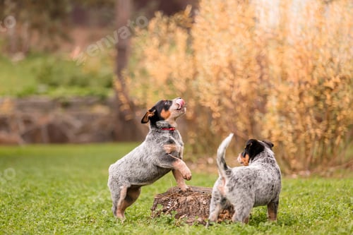 Preview: Australian cattle dog puppy outdoor. Blue heeler dog breed. Puppies on the backyard