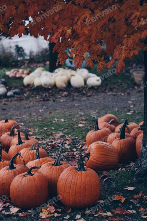 Preview: Orange and white pumpkins under trees on a farm