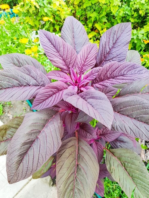 Preview: Amaranth Plant in Garden with Green Foliage