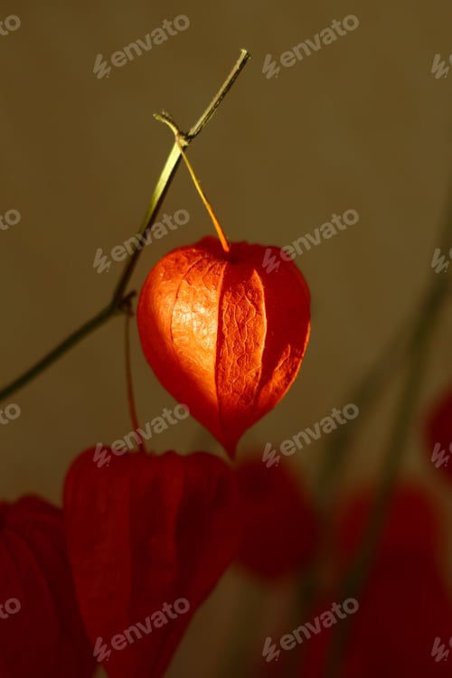 Preview: Physalis Alkekengi plant in warm sunny light. Authentic home decor in minimalist style.