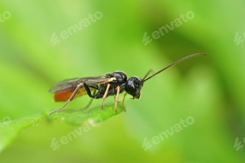 Preview: Closeup on a parasitic wasp , Tryphoninae sitting on a green lea