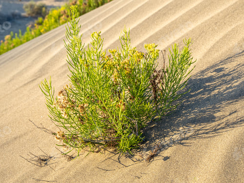 Preview: Vegetation growing in the sand, Canary island, Spain