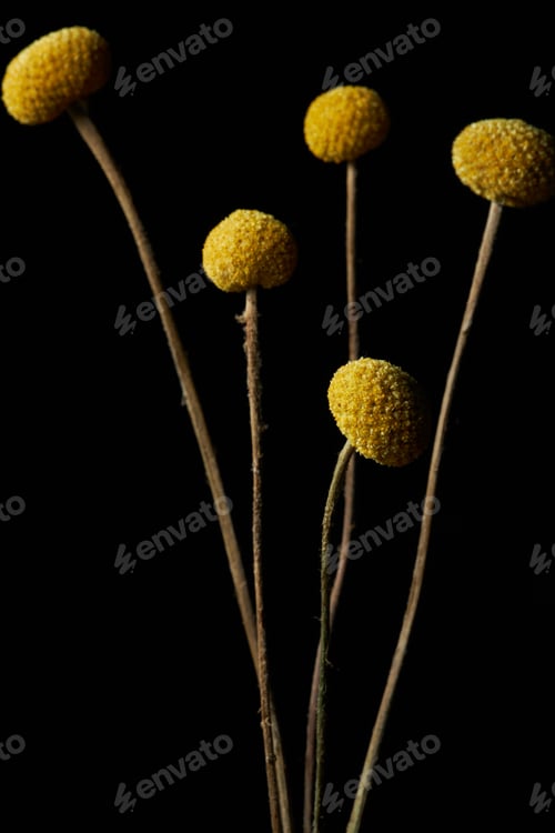 Preview: Floral Composition of Dried Craspedia Flowers on Black