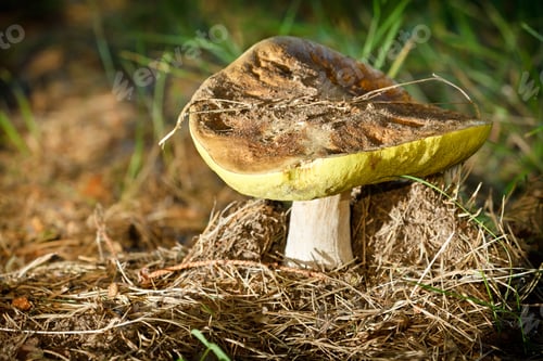Preview: Penny bun mushroom in the old coniferous forest