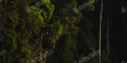Preview: Earth Day eco concept with tropical forest background, natural forestation preservation scene