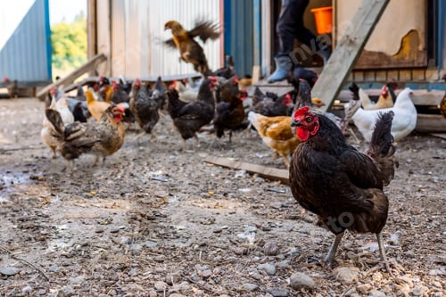 Vista previa: Poultry yard with domestic hens, roosters, geese. Birds walk on rural organic nature farm and eat