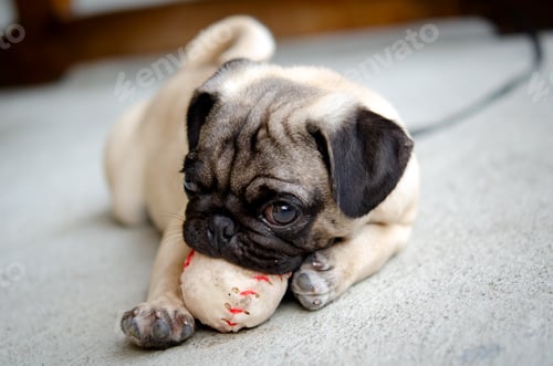 Preview: An adorable cute pug puppy