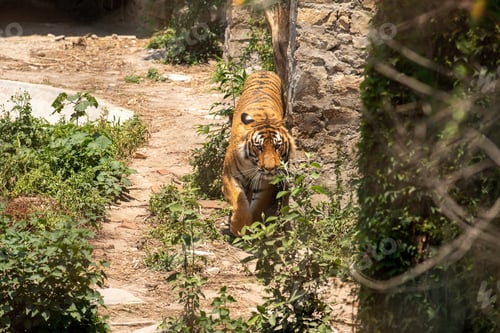 Preview: Bengal Tiger