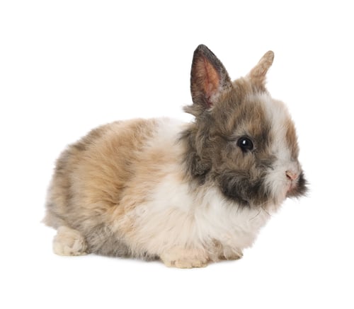 Preview: Cute fluffy pet rabbit isolated on white