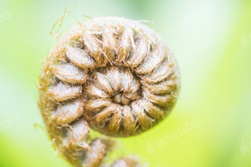 Preview: Closeup Fiddlehead Fern Plant