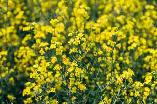 Preview: rapeseed field in spring, rapeseed flowers
