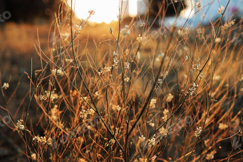 Preview: blurred of white flowers and green with blurred background. shallow depth of field. Beautiful autumn