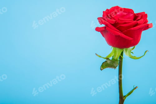 Preview: side view of red color rose isolated on blue background with copy space