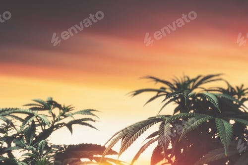 Preview: Medical marijuana plant against sky at sunset