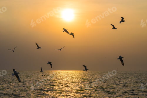 Preview: The background of sunset with flying seagull at Bangpu Recreation Center, the gulf of Thailand