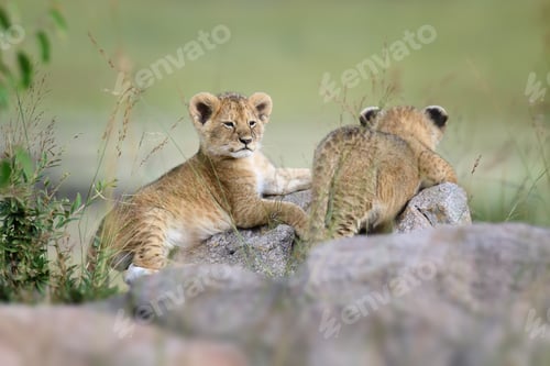 Preview: Lion cub