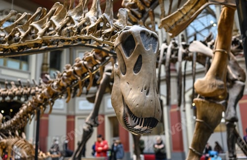 Preview: Exhibition on prehistoric bones on dinosaurs.