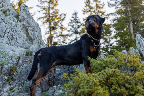 Preview: Dog of Rottweiler breed stands on ledge of mountain with vegetation and forest