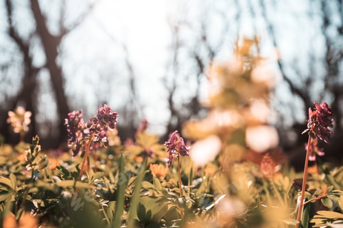 Preview: Spring forest