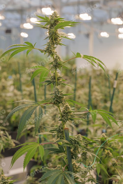 Preview: Vertical closeup of marijuana growing in a greenhouse