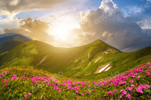 Preview: Mountain spring panorama with blooming rhododendron rue flowers and patches of snow under evening