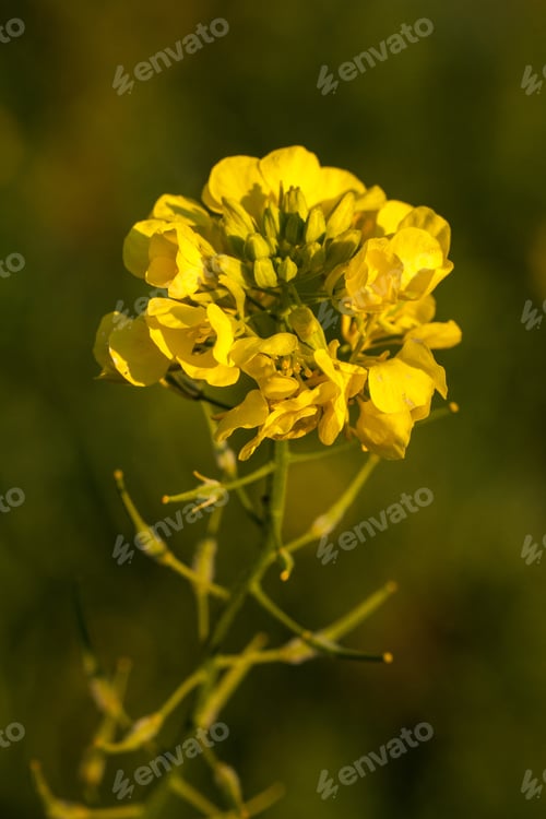 Preview: Flower head of the perennial wall rocket Diplotaxis tenuifolia