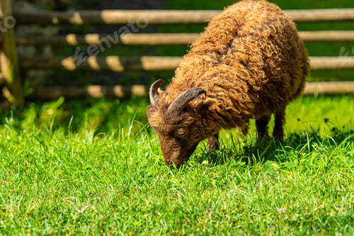 Preview: Sheep graze on the farm. Selective focus.