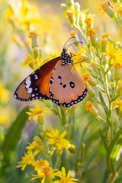 Preview: Sultan butterfly on plant ; Danaus chrysippus butterfly