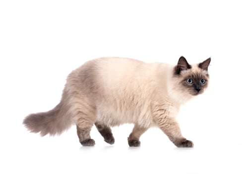 Preview: siberian cat in studio