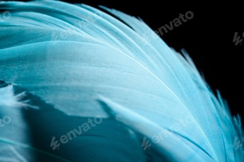 Preview: close up of light colorful blue textured feather isolated on black
